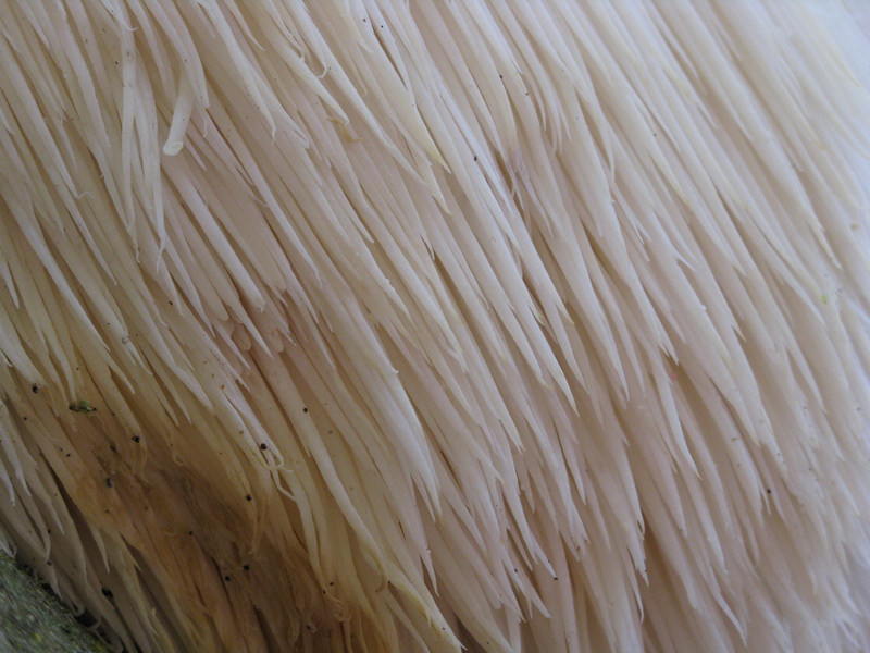 Ritrovamenti del 2.11.2010.bosco Faggio Castagno